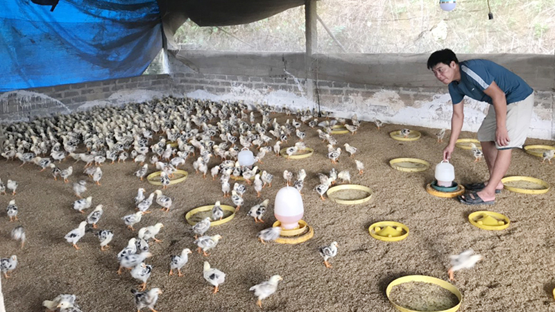 nuôi gà tại huyện Yên Thế
