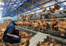 Châu Á: Tiêu thụ thịt gà sẽ lập đỉnh?