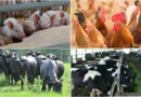 Kế hoạch triển khai 3 Đề án trọng điểm ngành chăn nuôi